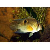 Aequidens maronii - Akara hnědá 4cm