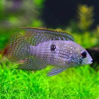 Aequidens pulcher - Akara modrá 4-5cm