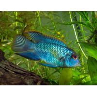 Aequidens pulcher Neon Blau - Akara modrá L/XL