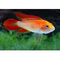 Apistogramma agassizii var. Fire Red M - Cichlidka Agassizova M 3-4cm