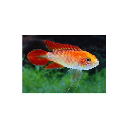 Apistogramma agassizii  var. Fire Red M - Cichlidka Agassizova M 3-4cm