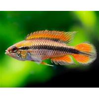 Apistogramma agassizii Red - Cichlidka Agassizova 3-4cm