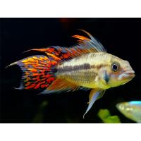 Apistogramma cacat. double Red - Cichlidka papouščí 3,5-5cm