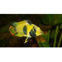 Apistogramma nijseni 3-4cm