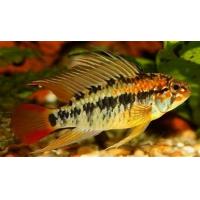 Apistogramma macmasteri M 3-4cm