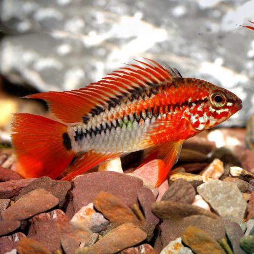 Apistogramma viejeta Red 3-4cm