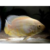 Astronotus ocelatus albino - Vrubozubec paví Albín 4-5cm