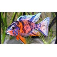 Aulonocara calico 5-6cm