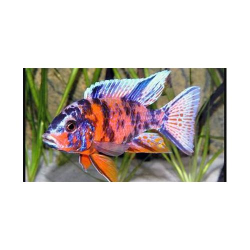 Aulonocara calico 5-6cm