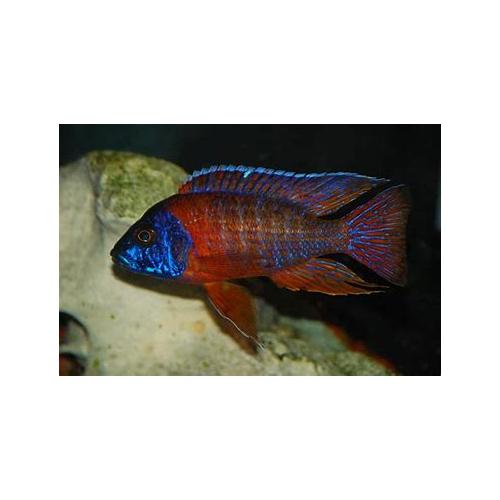 Aulonocara baenschi Red-Rubin 4-5cm