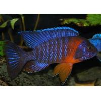 Aulonocara hansbaenschi - Red Flush 4-5cm