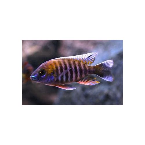 Aulonocara sp. New Blue Orchid 4-5cm