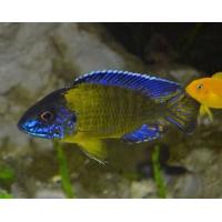 Aulonocara stuartgranti Blue Neon 4-5cm