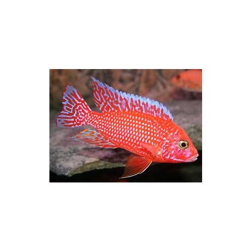 Aulonocara sp. Fire Red 7-8cm