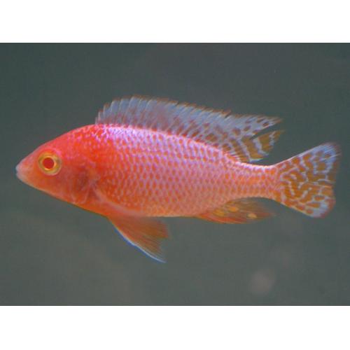 Aulonocara Strawberry Albino L 5-7cm