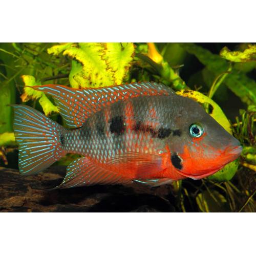 Cichlasoma meeki - Kančík červenohrdlý 4-5cm
