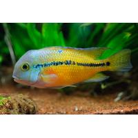 Hypsophrys nicaraguensis - Kančík nikaragujský 4cm