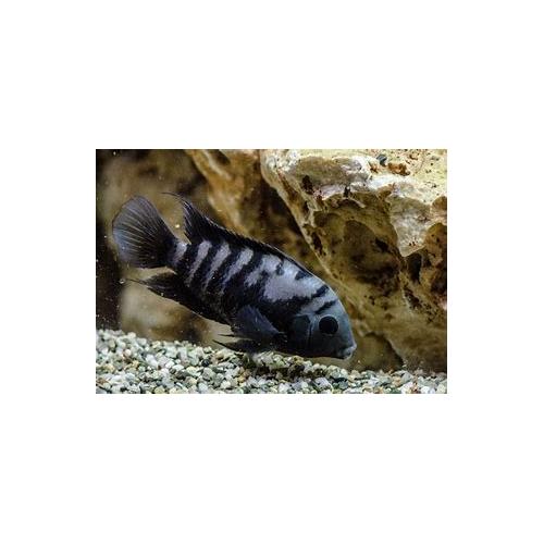 Cichlasoma nigrofasciatum - Kančík příčnopruhý 4-5cm