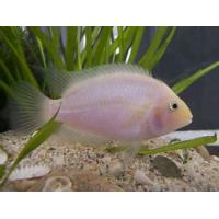 Cichlasoma nigrofasciatum albino - Kančík příčnopruhý albín 4-5cm