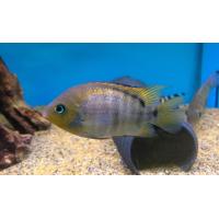 Cichlasoma sajica - Kančík zelenooký  4-5cm