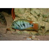 Amatitlania sp. Honduran red point 5 cm