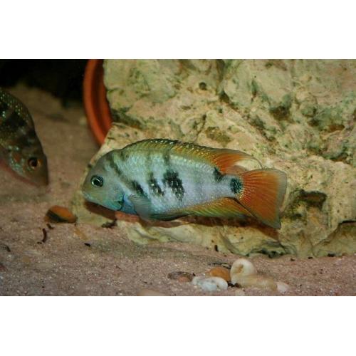 Amatitlania sp. Honduran red point 5 cm