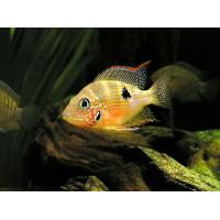 Thorichthys ellioti - Kančík Eliotův 4 cm