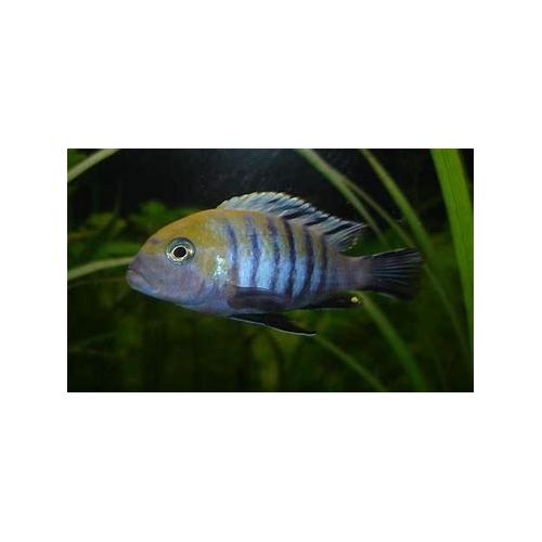 Cynotilapia afra - Tlamovec africký 4-5cm