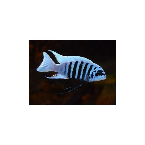 Metriaclima sp.zebra chilumba Maison Reef