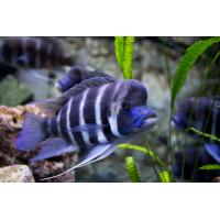 Cyphotilapia frontosa Burundi - Tlamovec čelnatý 4 cm