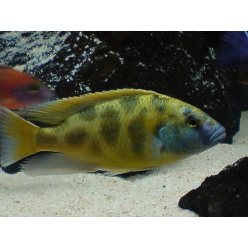 Nimbochromis venustus - Tlamovec spící 4-5cm