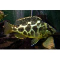 Nimbochromis venustus - Tlamovec spící 4-5cm