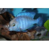 Cyrtocara moorii - Tlamovec hlavatý 4-5cm