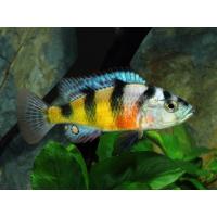 Haplochromis obliquidens Zebra 4-5cm