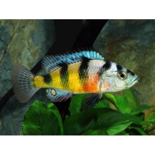 Haplochromis obliquidens Zebra 4-5cm
