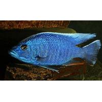 Sciaenochromis fryeri - Ahli 4-5cm