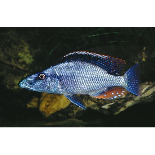 Dimidiochromis compressiceps - Cichlida plochohlavá 6cm