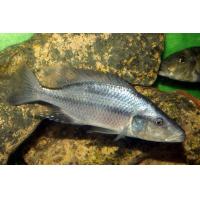 Dimidiochromis compressiceps - Cichlida plochohlavá 6cm