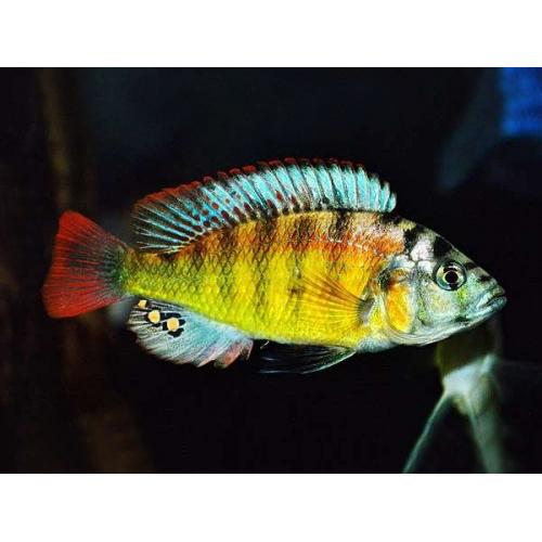Haplochromis sp. Yellow Belly 4-5cm