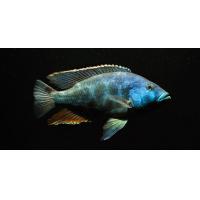 Nimbochromis livingstonii - Tlamovec Livingstonův 4-5cm