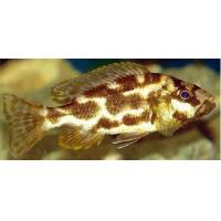 Nimbochromis livingstonii - Tlamovec Livingstonův 4-5cm
