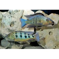 Fossorochromis rostratus - Tlamovec pískomilný 5 cm