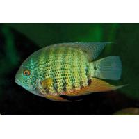 Heros severum - Kančík červenooký