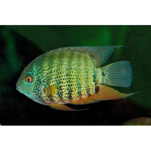 Heros severum - Kančík červenooký