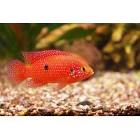 Hemichromis lifalili - Perlovka rudá 4-5cm