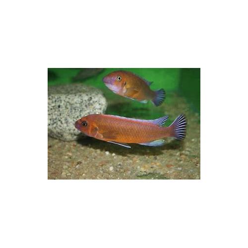 Labeotropheus trewavasae - Tlamovec trewavasové 4-5cm