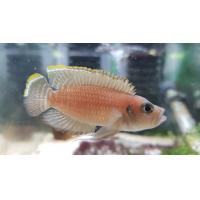 Neolamprologus brevis - Pestřenec krátkotělý 3-4cm