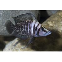 Altolamprologus calvus - Pestřenec calvus 3-4cm