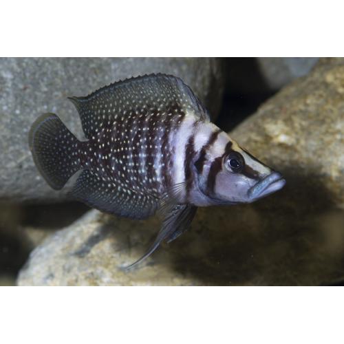 Altolamprologus calvus - Pestřenec calvus 3-4cm