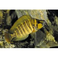 Altolamprologus compressiceps - Pestřenec compresiceps 4-5cm